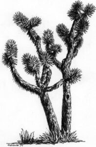 A black and white print of a joshua tree.