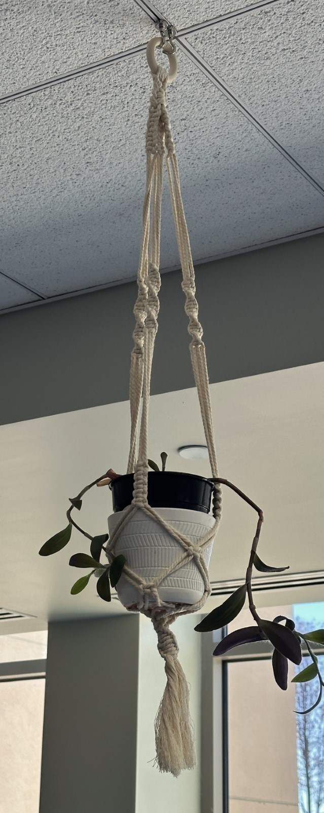A plant hanger made with the macrame kit